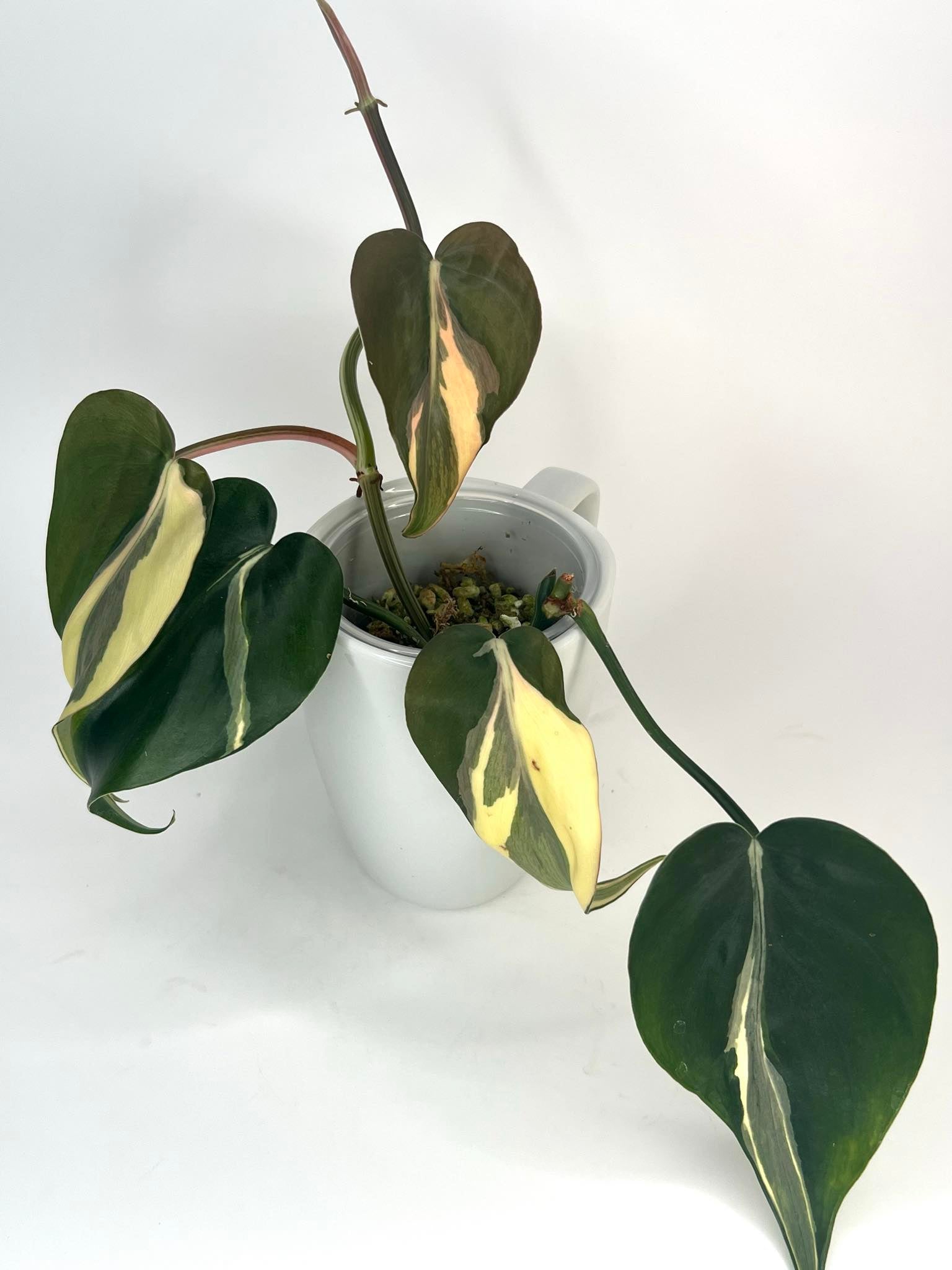 Philodendron Hederaceum Rio XL - 15