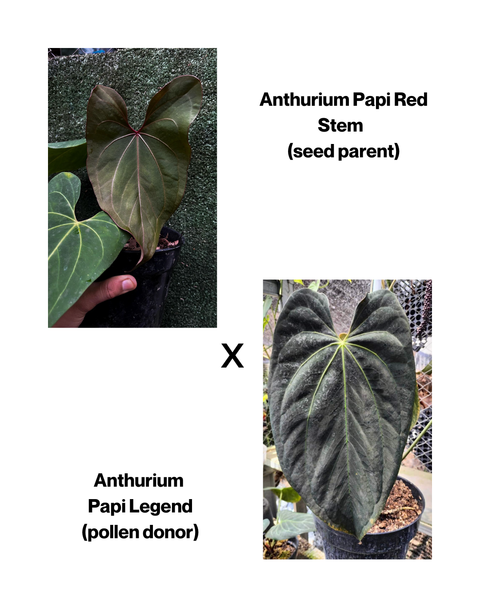 Anthurium Papi Red Stem x Papi Legend SEEDS