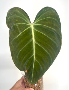 Philodendron Glorious XL - 10