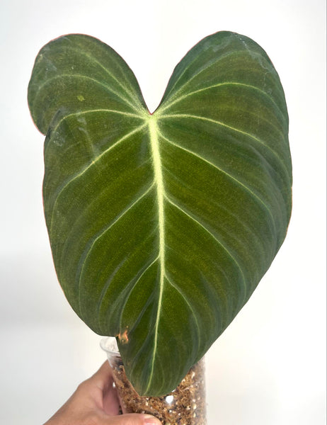 Philodendron Glorious XL - 10