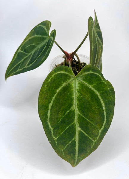 Anthurium AOS x Dressleri - LIQ1