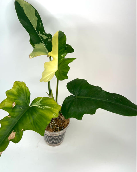 Philodendron Golden Dragon Variegated