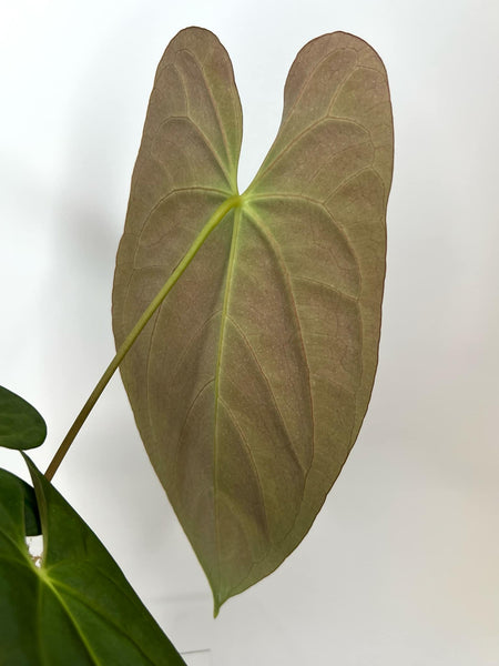 Anthurium AOS (Ace of Spades ) x Dark Phoenix (NON-ACCLIMATÉ)