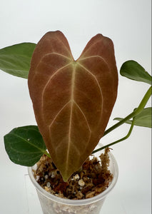 Anthurium Fortsherman X AOS XL - 12