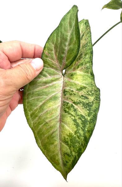 Syngonium Confetti tricolor (NON-ACCLIMATÉ)