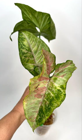 Syngonium Confetti tricolor (NON-ACCLIMATÉ)