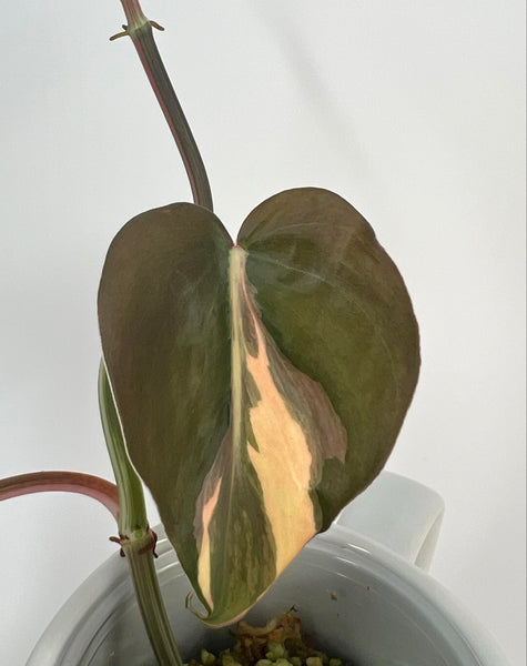 Philodendron Hederaceum Rio XL - 15