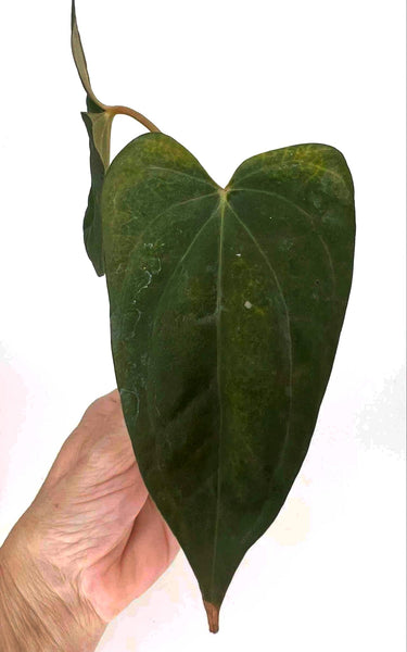 Anthurium BVIT (Black Velvet Indo Type) X Dark Phoenix) -18