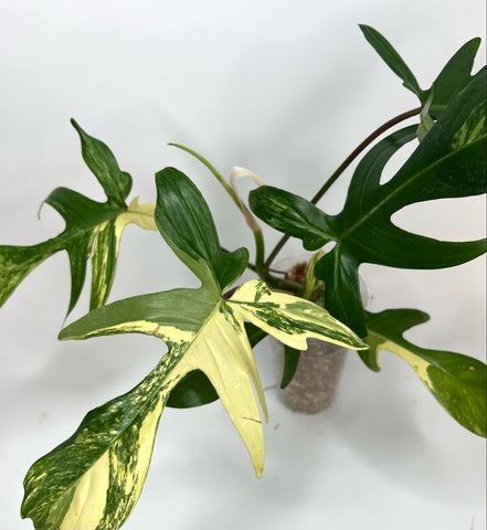 Philodendron Florida Beauty XL (NON-ACCLIMATÉ)