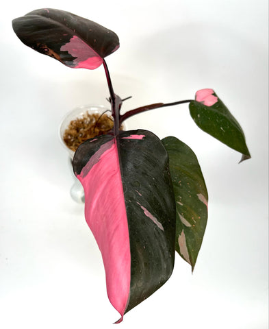 Philodendron Black Cherry - H