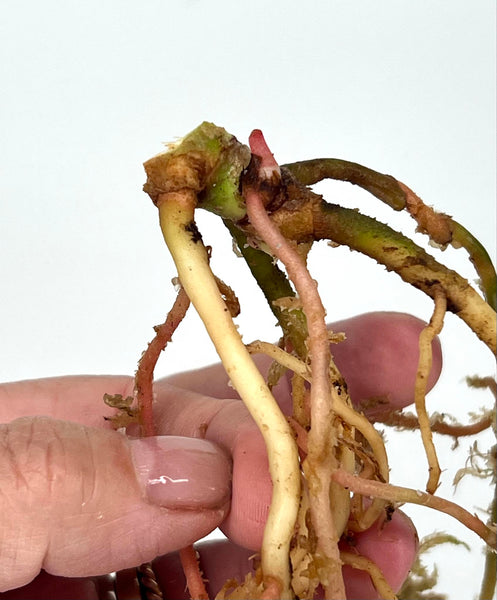Anthurium Green Spider x Magnificum (enclosed sinus) (BOTTOM CUT) - Y