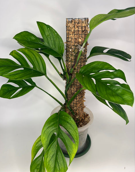 Monstera Pinnatipartita -2
