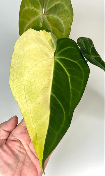 Anthurium Black Sweet X Silver Hope Variegated XL -21