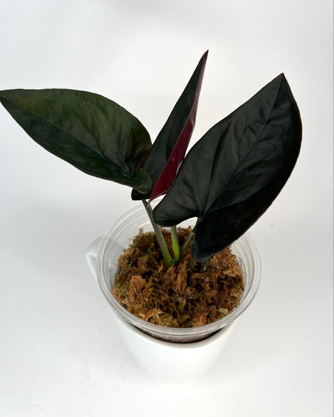 Syngonium Red Arrow (erythrophyllum Llano-Carti Road) - 1