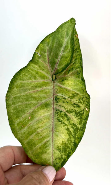 Syngonium Confetti Tricolor - 5