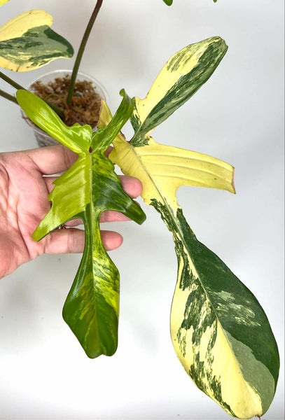 Philodendron Florida Beauty (highly variegated) - F