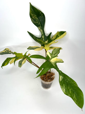 Philodendron Florida Beauty (highly variegated) - F