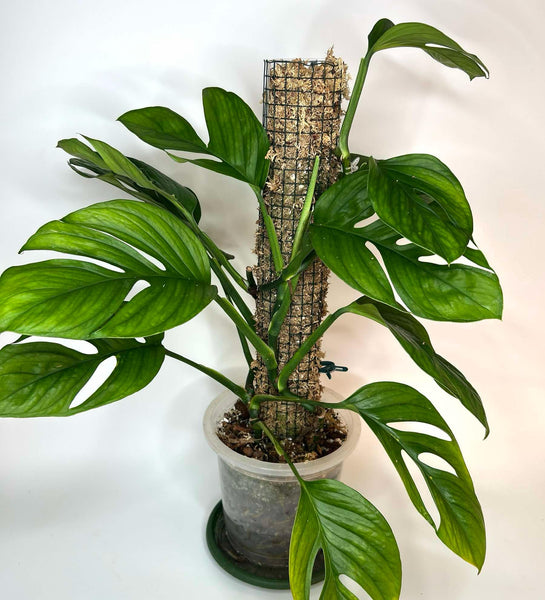 Monstera Pinnatipartita