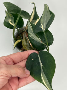 Philodendron Hederaceum Rio -1