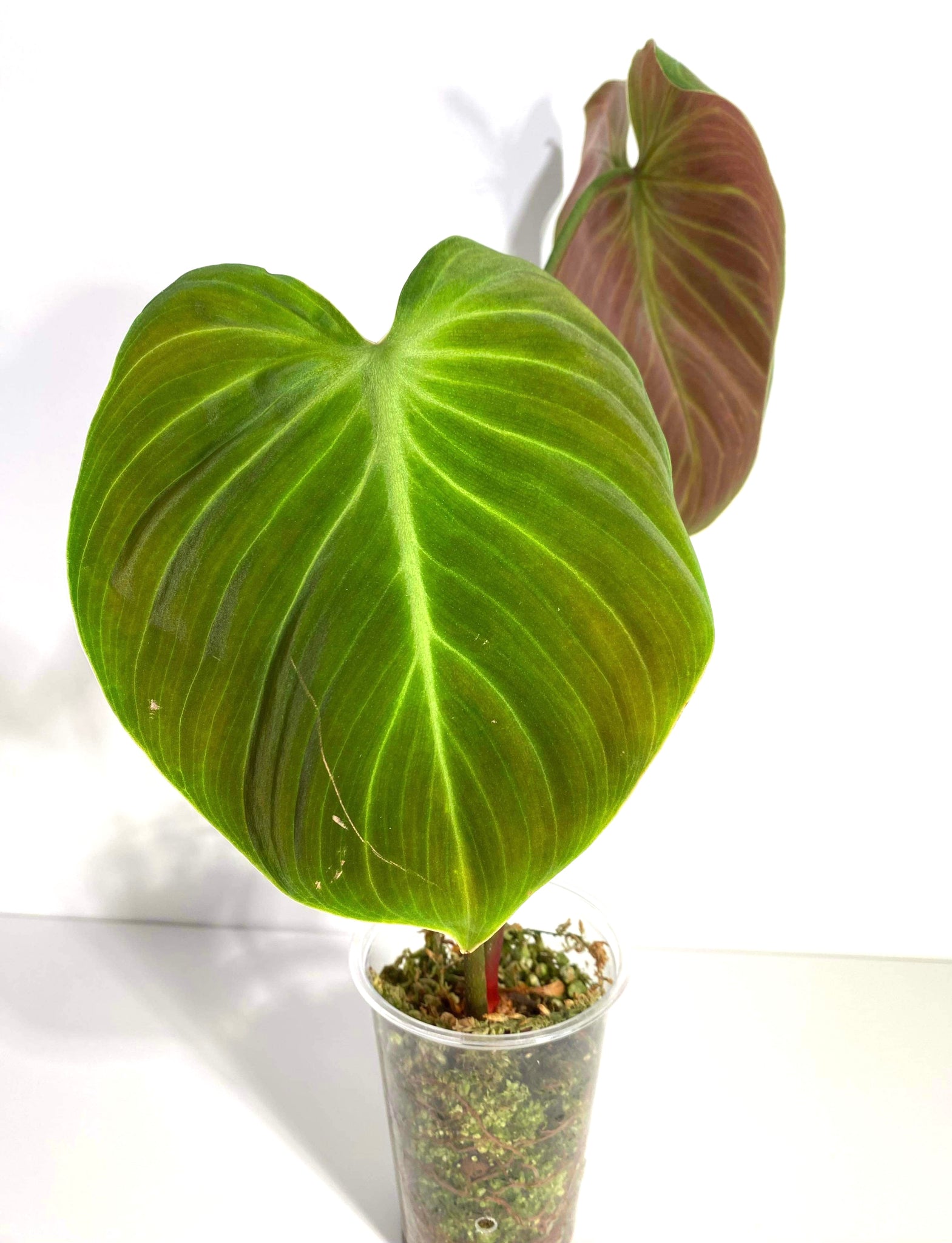 Philodendron El Choco Red - 1