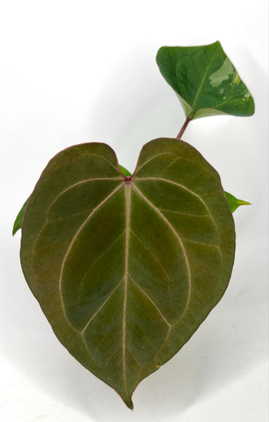 Anthurium King of Spades (KOS) round form - U