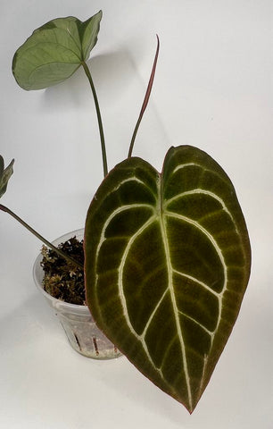 Anthurium Green Spider x Magnificum (enclosed sinus) (BOTTOM CUT) - Y