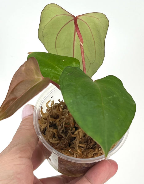 Anthurium Goliath X red Spider - 4b