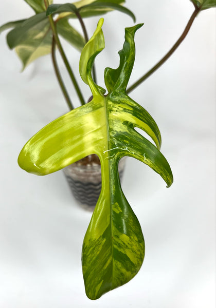 Philodendron Florida Beauty (highly variegated) - G