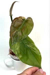 Philodendron Hederaceum Variegated XXL - J