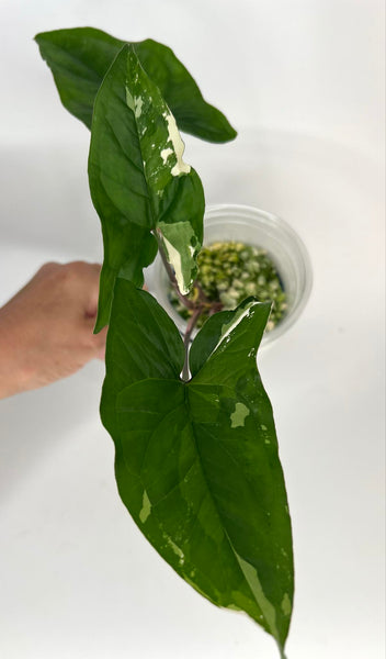 Syngonium Albo Variegated -3