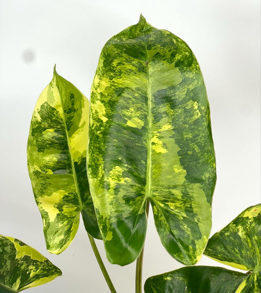 Philodendron Burlemarx Variegated - E