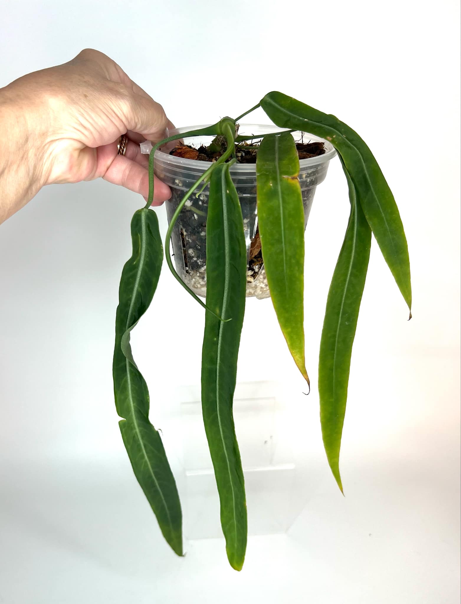 Anthurium Pallidiflorum Narrow form