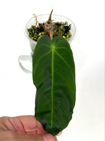 Anthurium Metallicum - T