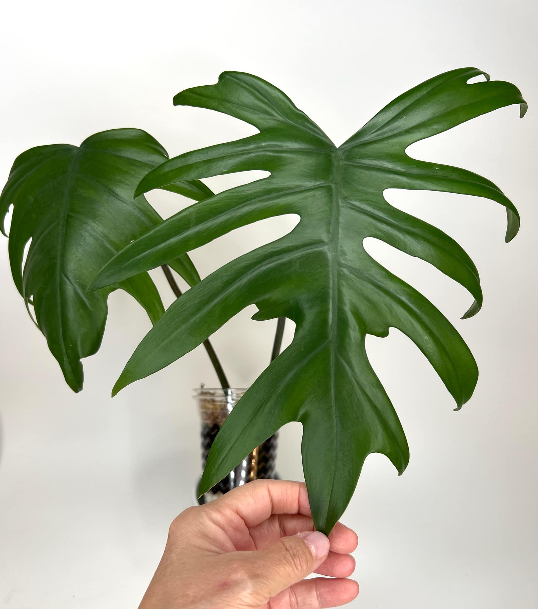 Philodendron Mayoi XL - I