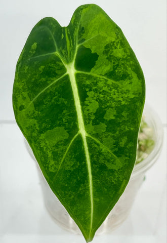 Alocasia Frydek Aurea - A