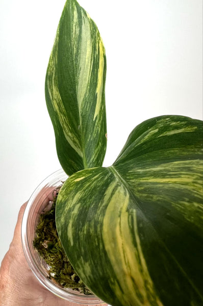 Scindapsus Rupestris Variegated XL - SRV3