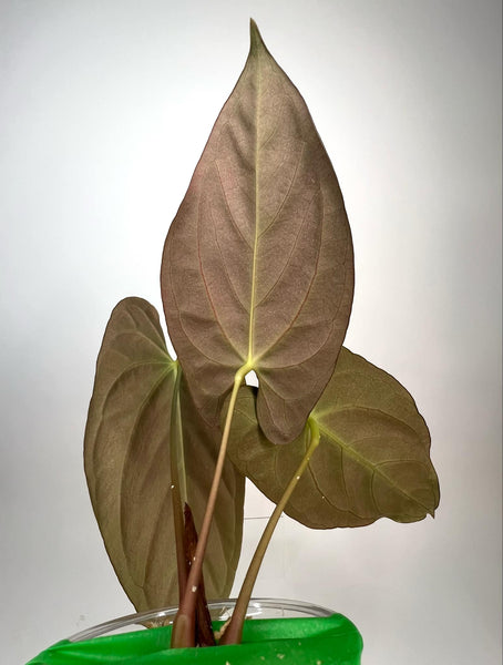 Anthurium AOS (Ace of Spades ) x Dark Phoenix - 5