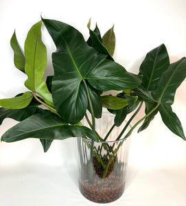 Philodendron Mexicanum XXL - 20