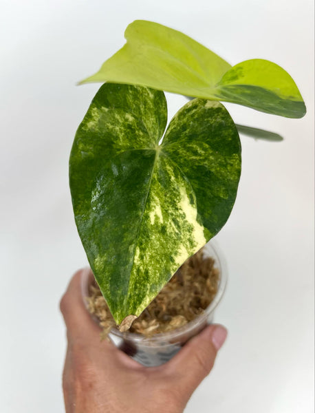 Anthurium Clarinervium Variegated (NON-ACCLIMATÉ)