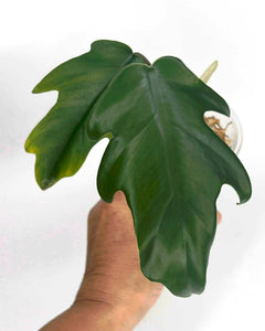 Philodendron Mayoi - 9
