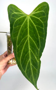 Anthurium Papi flat sinus (BOTTOM CUT) - Q