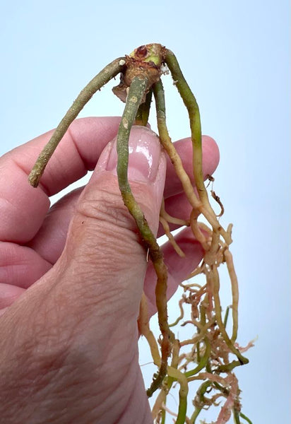 Anthurium Green Spider x Magnificum (enclosed sinus) (BOTTOM CUT) - X