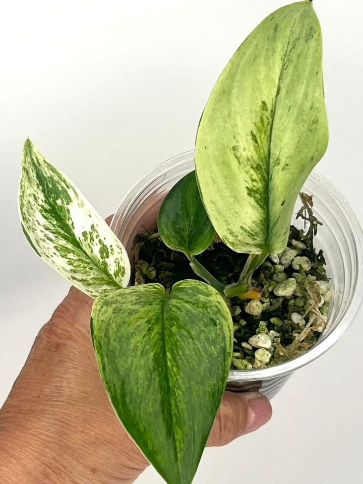 Scindapsus SuperStar- 35