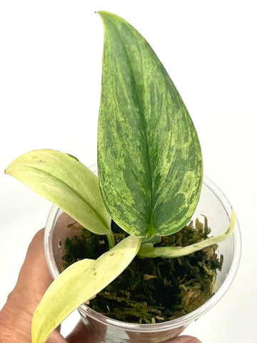Scindapsus SuperStar- 34