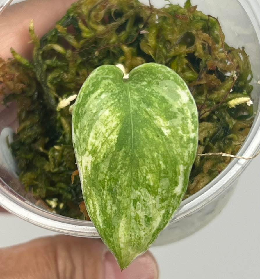 Scindapsus Silver Splash Tricolor - 6C