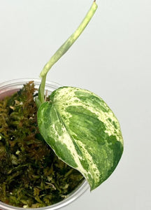 Scindapsus Dark Splash Variegated - 7C