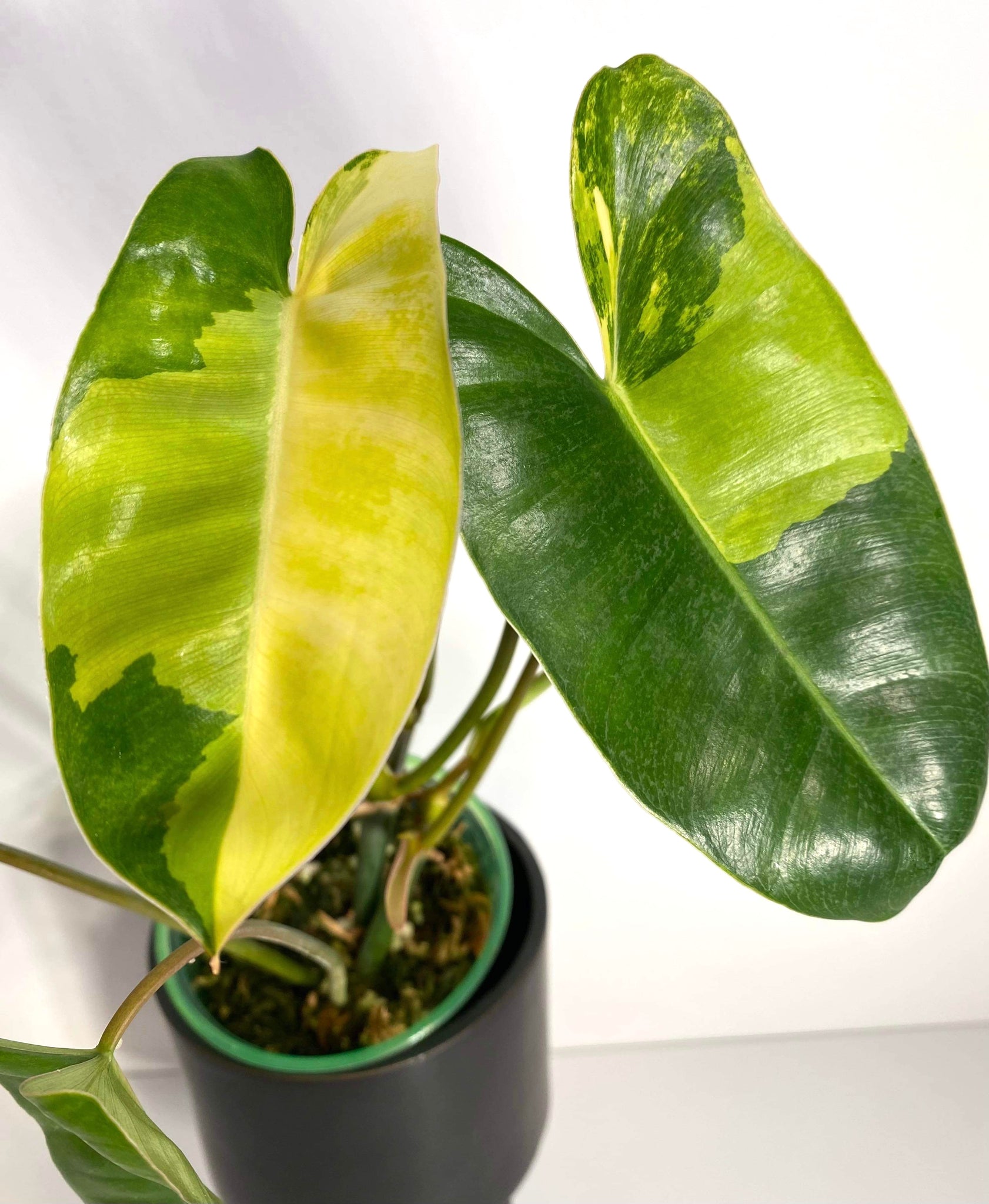 Philodendron Burle Marx Variegated - 3