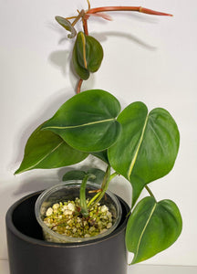 Philodendron Hederaceum Silver Stripe - 5