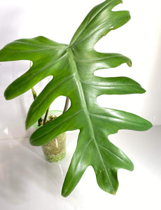 Philodendron Mayoi XL - 9