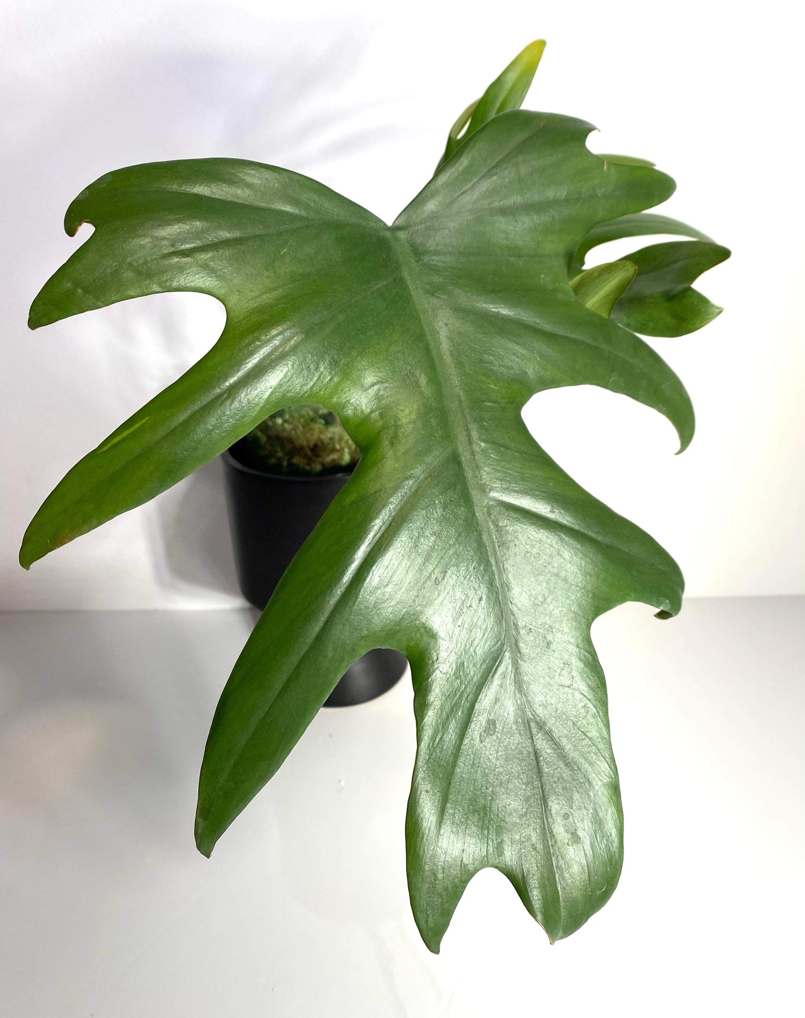 Philodendron Mayoi XL - 10